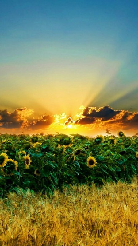 Природа солнце