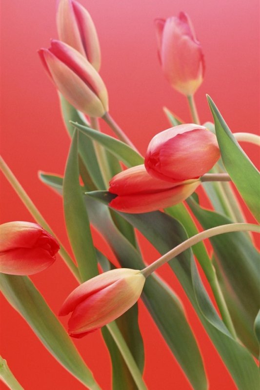 Красные тюльпаны