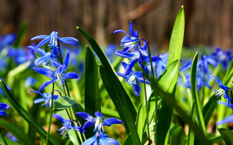 Пролеска Лесная