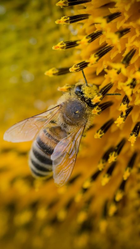 Пчела картинка