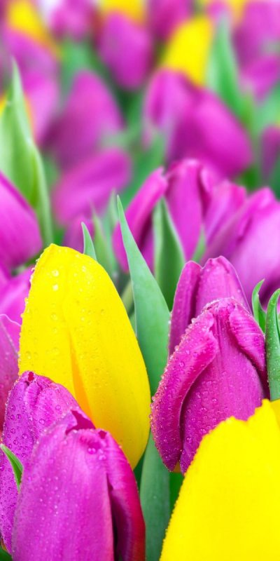 Красивые тюльпаны на телефон