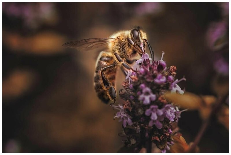 Красивая пчела