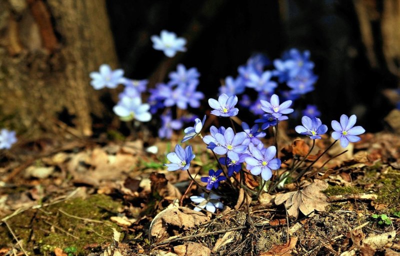 Ветреницы, печёночницы