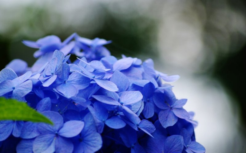 Лазурная гортензия