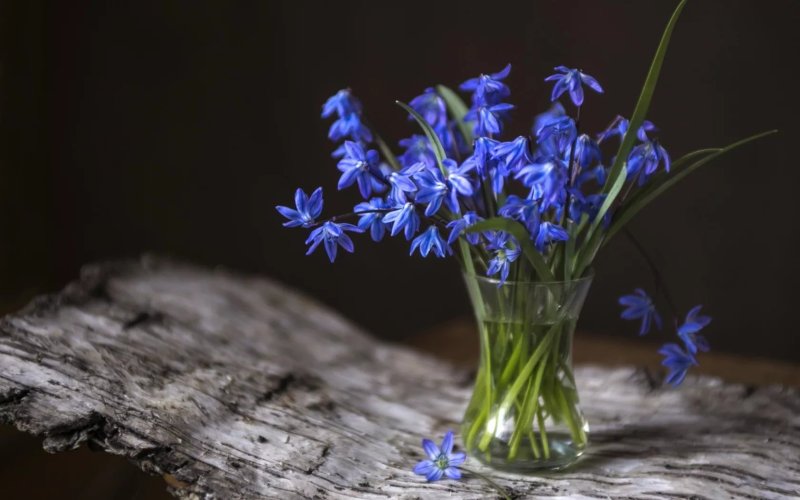 Голубые первоцветы пролески
