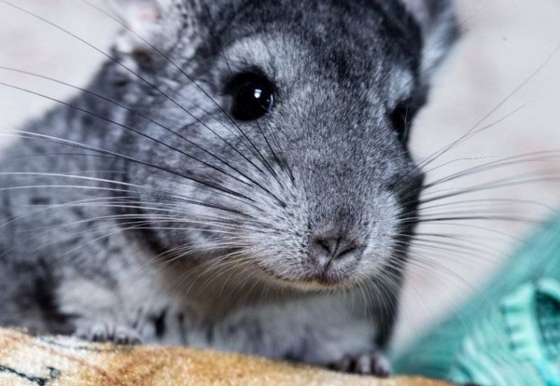 Малая длиннохвостая шиншилла