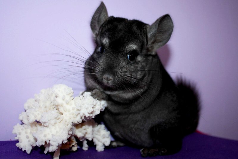 Шиншилла питомец