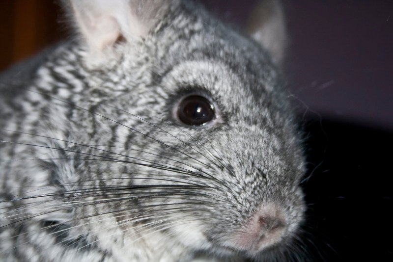 Большая короткохвостая шиншилла