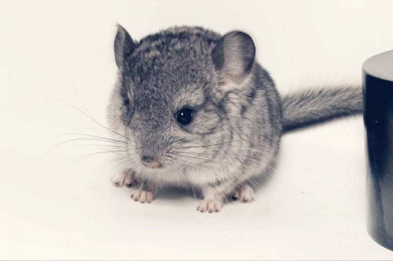 Короткохвостая шиншилла
