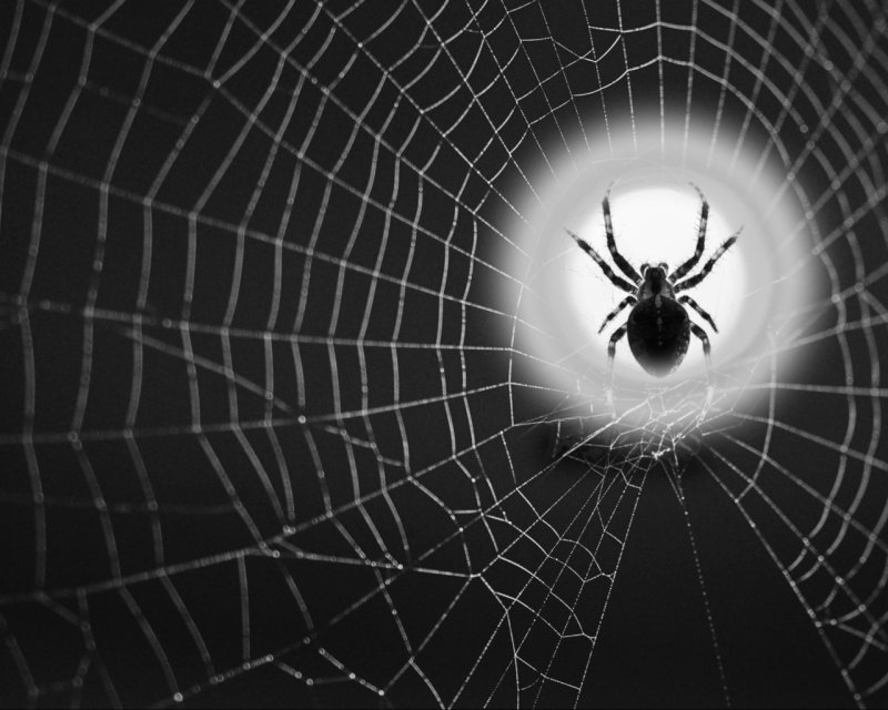 Паук обои