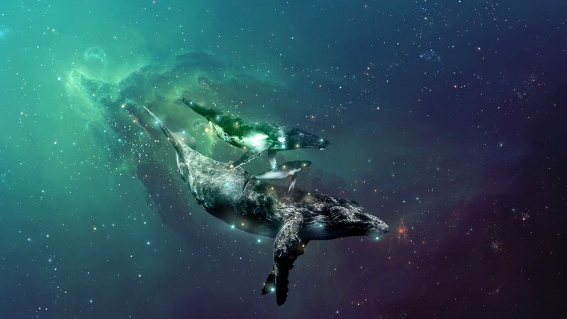 Кит заставка