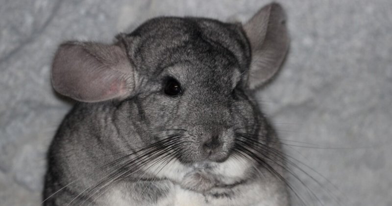 Шиншилла агути