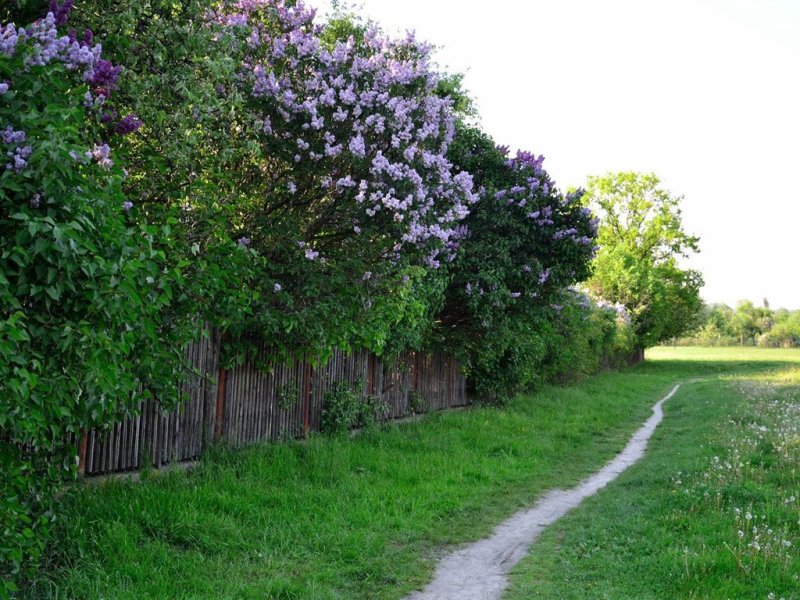 Сирень венгерская изгородь