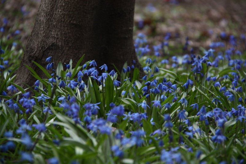 Пролеска Сибирская Крокус