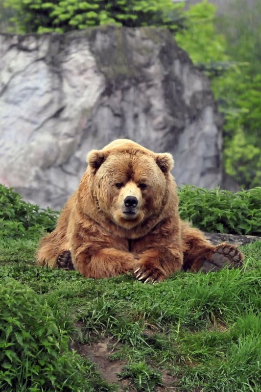 Кадьяк (медведь)