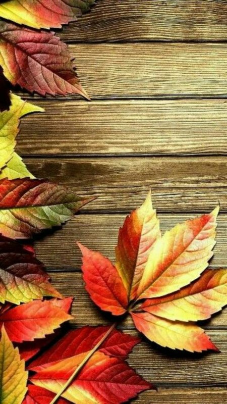 Осенние обои