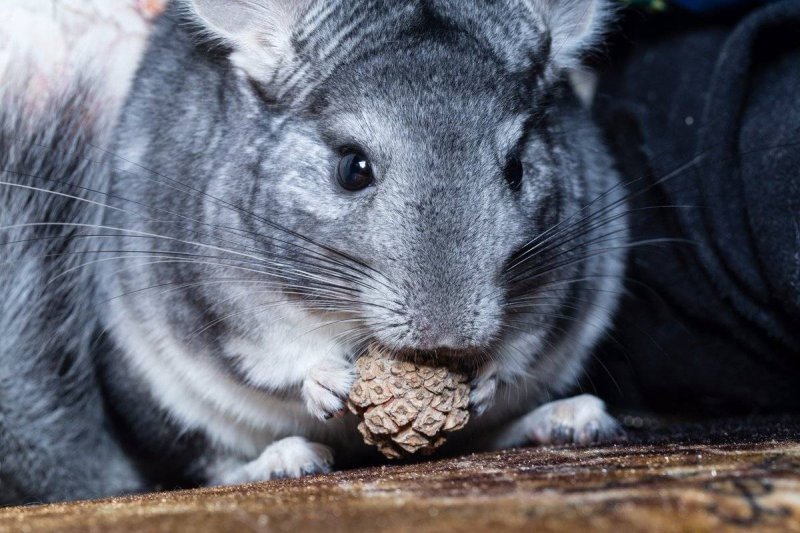 Короткохвостая шиншилла