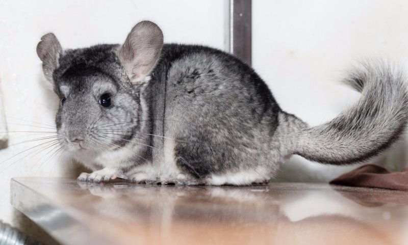 Андская шиншилла