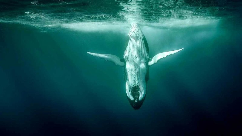 Кит 52 Герца