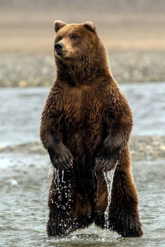 Бурый медведь Россия