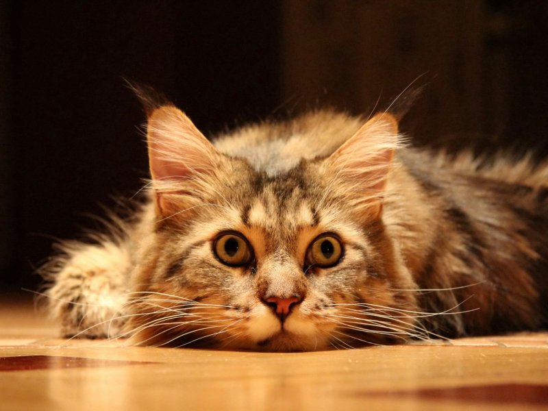 Смешной кот