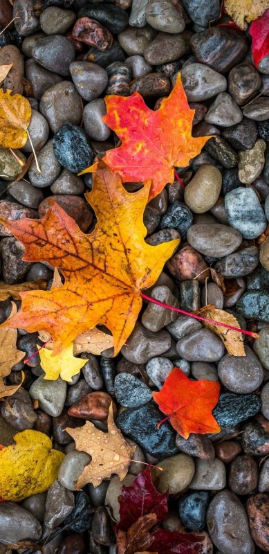 Осенние обои