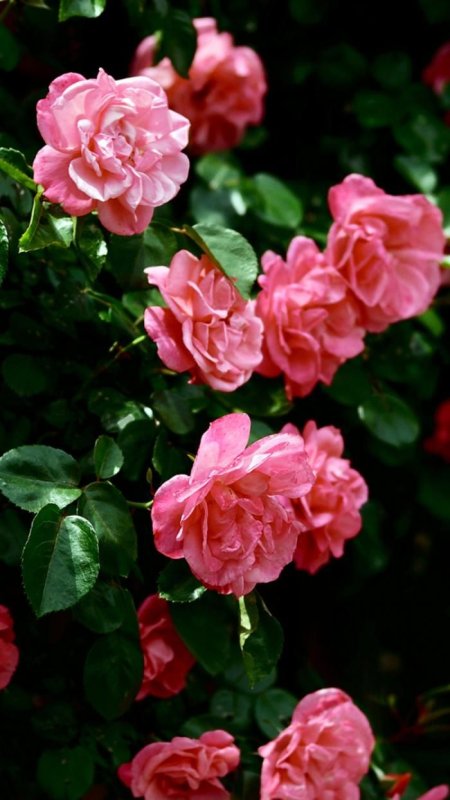 Ремонтантные розы