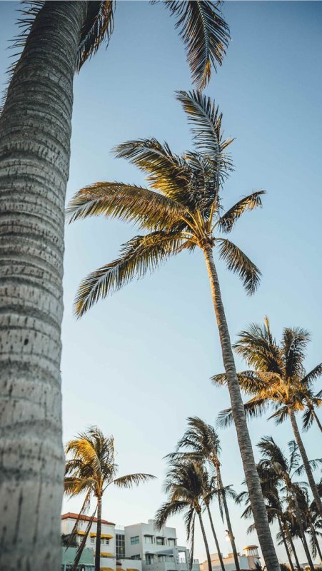 Майами Флорида пальмы