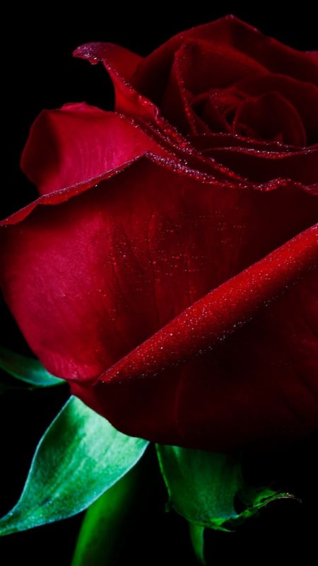 Самые красивые розы