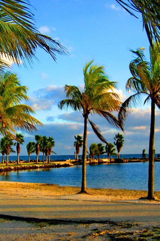 Деревья в Майами