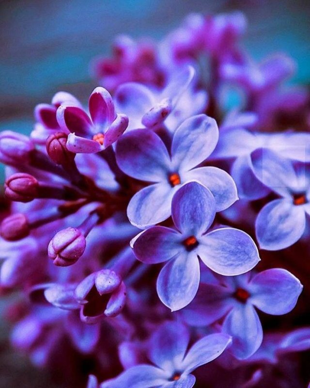 Сирень на айфон