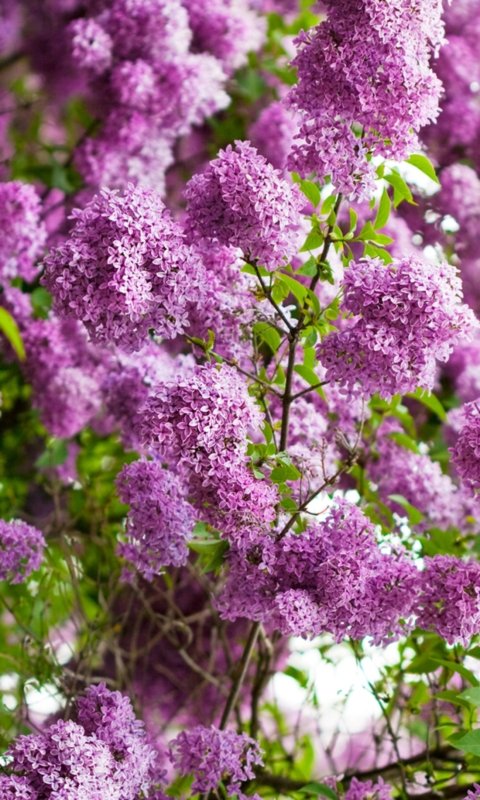 Сирень обои на телефон вертикальные высокого качества