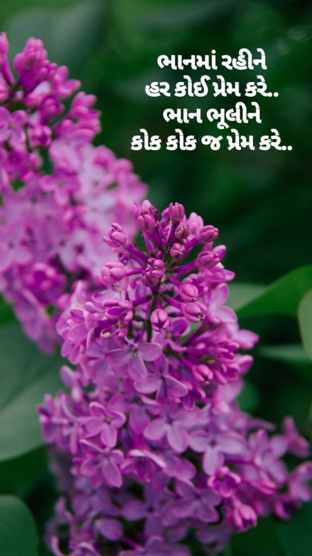 Сирень Луи Ван-Гутт