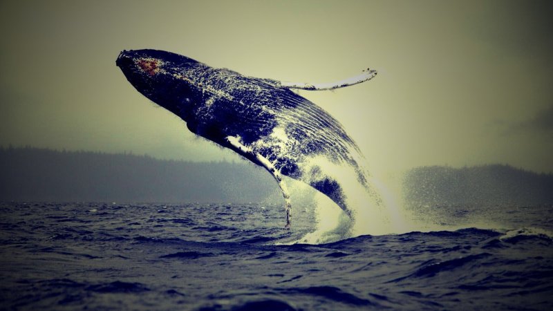 Горбатый кит