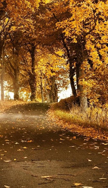 Осенний пейзаж вертикальный