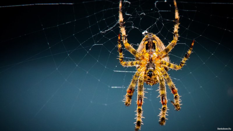 Паук обои