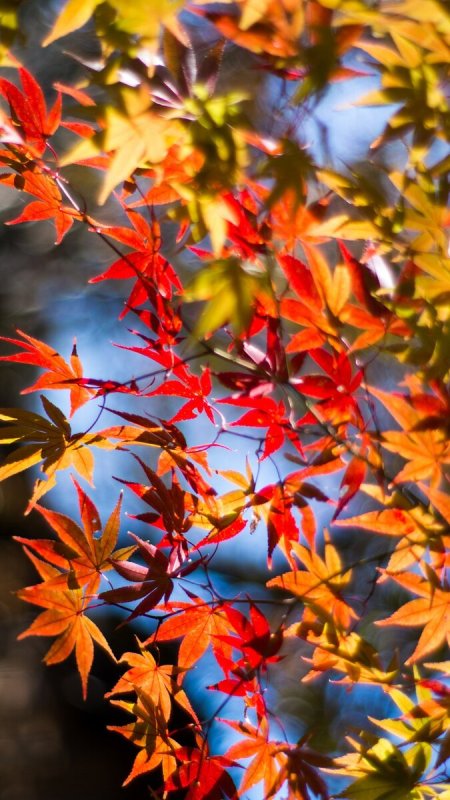 Осенние листья