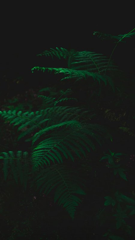 Папоротник темный