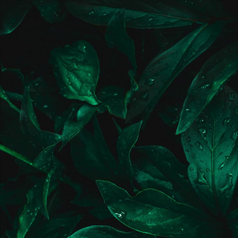 Темно зеленый цвет