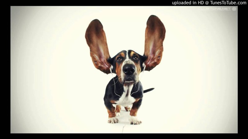 Ушастый Бассет-хаунд