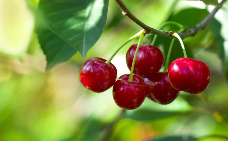 Вишня Краса Татарии