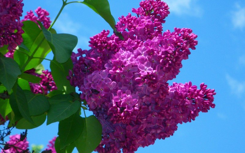 Сирень Христофор Колумб