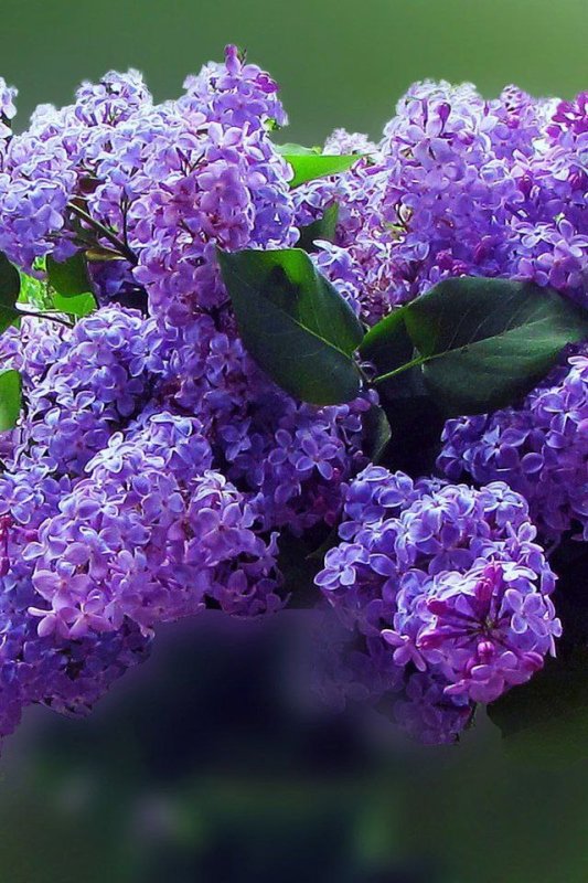 Сирень Эдит Браун