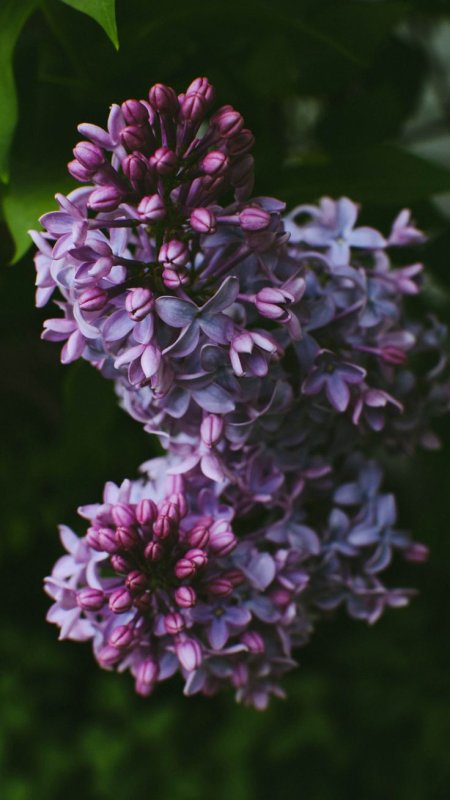 Сирень Дуайт Эйзенхауэр