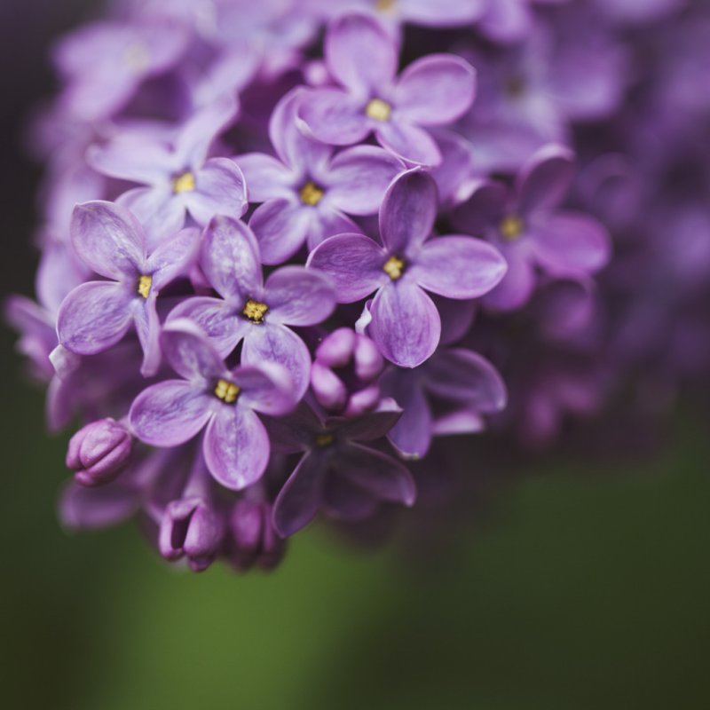 Пятилистная сирень