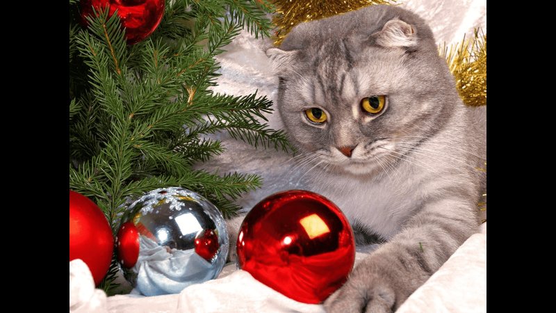 Кошки новый год