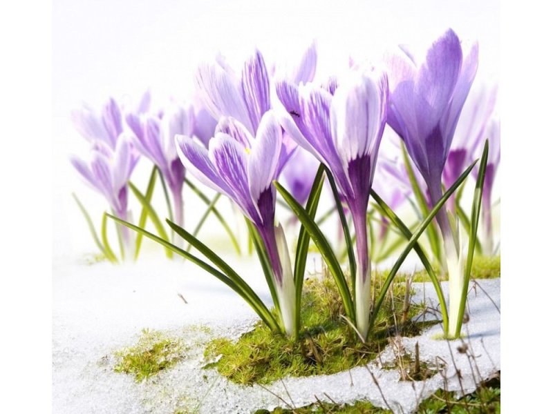 Весна первоцветы крокусы