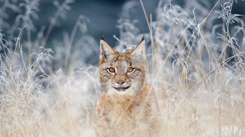 Рысь альбинос