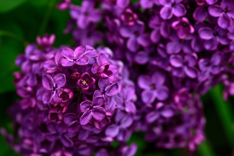 Лиловая сирень