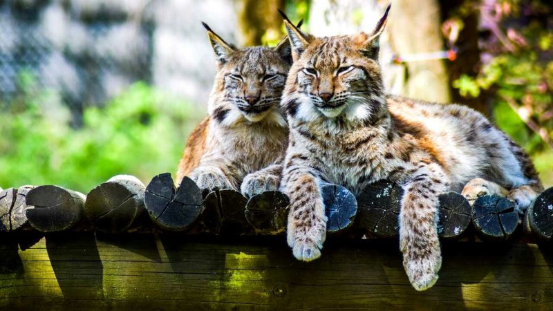 Большие кошки